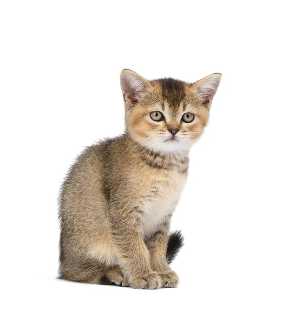 Golden ticked British chinchilla chaton se trouve en face sur un mur blanc isolé