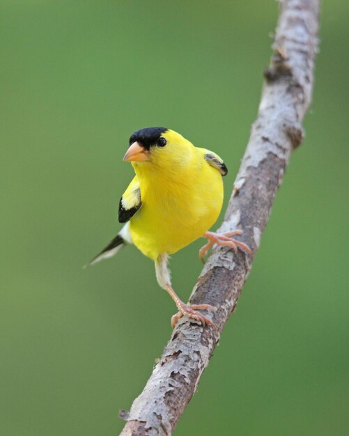 Photo un goldfinch d'été