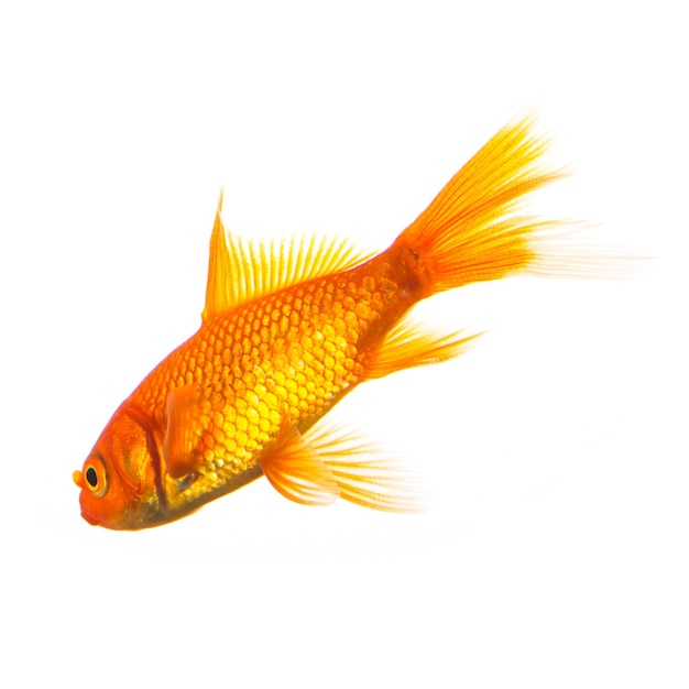 Goldfish