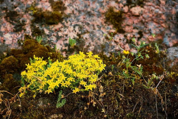 Goldmoss stonecrop sur le parterre de fleurs ou sedum acre fleurit dans un environnement naturel dans la forêt scandinave du nord sur des rochers de granit fleurs jaune vif pour l'horticulture gros plan mise au point sélective