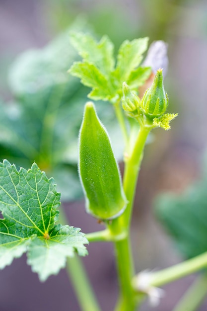 Gombo vert sur une branche dans la photo verticale du potager