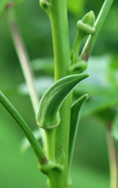 Gombo vert dans la nature