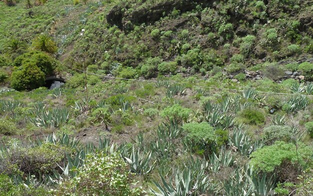 La Gomera