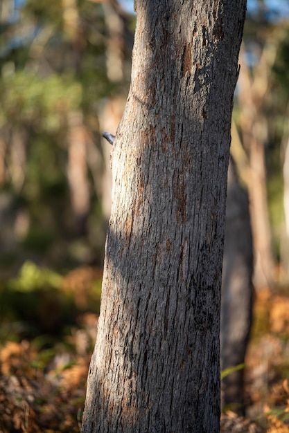 Gommier indigène poussant dans une forêt dans un parc national en Australie dans la brousse