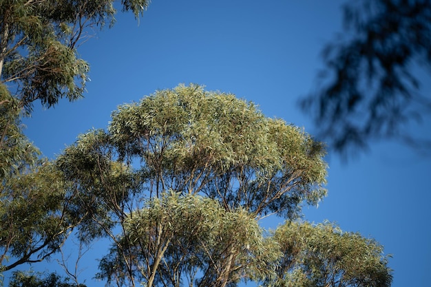 Gommier indigène poussant dans une forêt dans un parc national en Australie dans la brousse