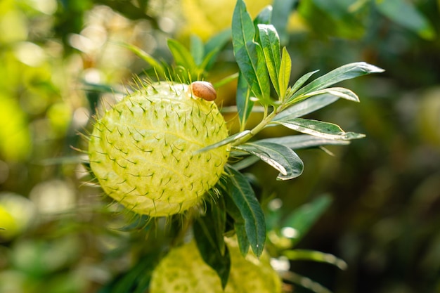 Photo gomphocarpus physocarpus communément connu sous le nom de plante de ballon à boules velues ou plante de cygne