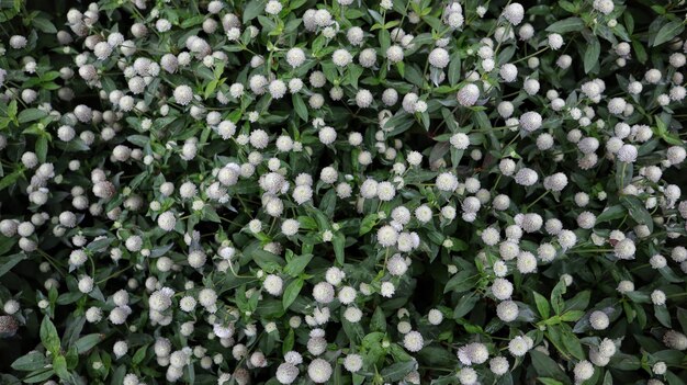 Gomphrena Globosa ou Gomphrena Dwarf Cissy White bush forment un beau fond dans un jardin