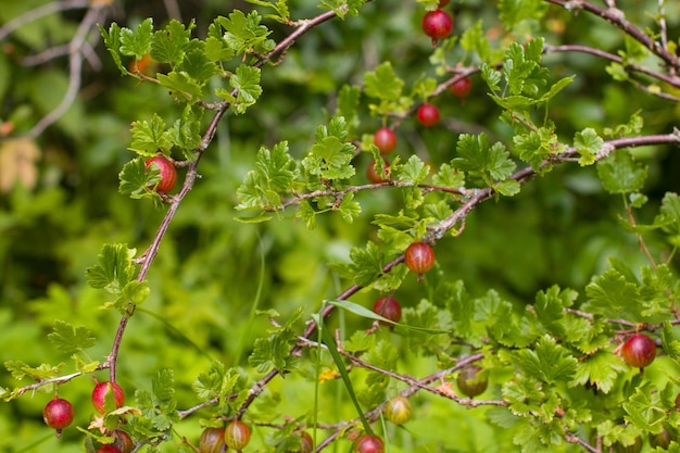 Gooseberry rouge mûr sur une branche Récolte de baies d'été