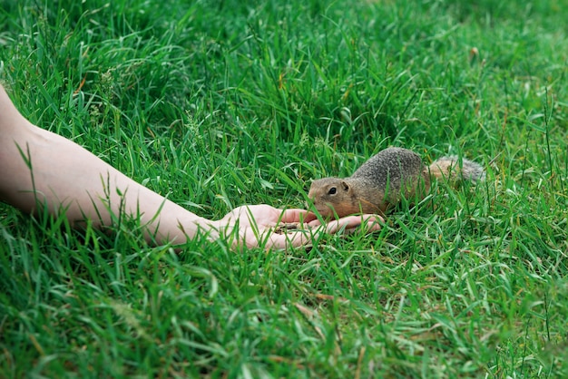 Gopher d'alimentation de main de femme