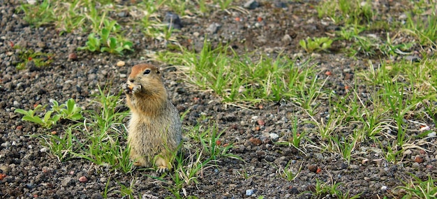 Photo gopher américain curieux se dresse sur ses pattes de derrière animal