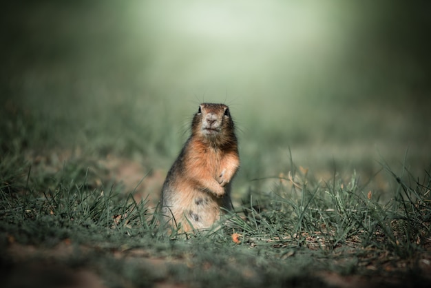 Le gopher est debout dans l'herbe verte