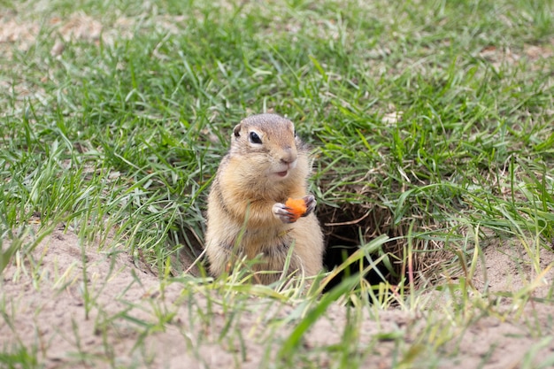 Gopher sauvage mangeant près du terrier.