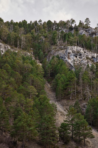 Gorge de montagne avec pins