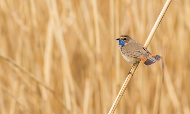 Gorgebleue à miroir Luscinia svecica A l'aube un oiseau est assis sur un roseau près de la rivière