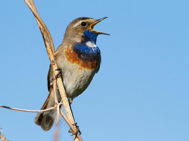 Gorgebleue à miroir Luscinia svecica Cyanecula svecica Tôt le matin, l'oiseau mâle est assis sur une tige d'une plante et chante