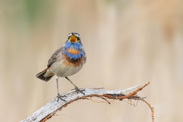 Gorgebleue à miroir Luscinia svecica Libre d'un oiseau le mâle chante sur un beau fond