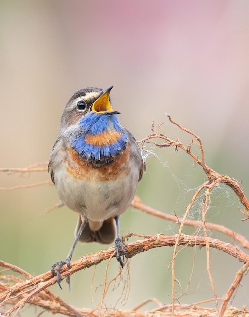 Gorgebleue à miroir Luscinia svecica Libre d'un oiseau le mâle chante sur un beau fond