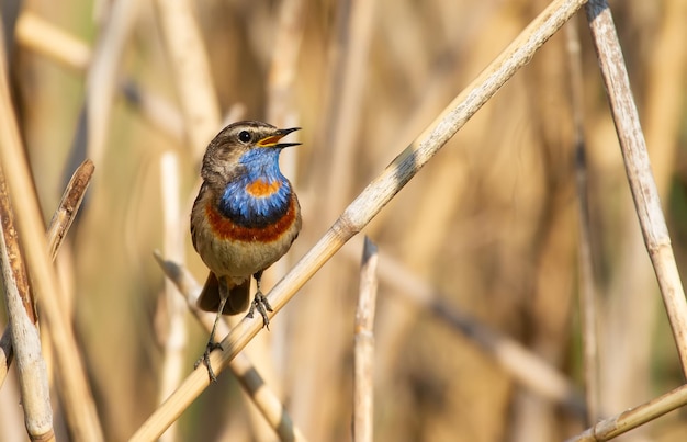 Gorgebleue à miroir Luscinia svecica Oiseau chanteur assis sur une branche