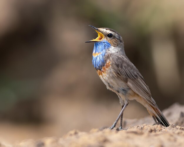 Gorgebleue à miroir Luscinia svecica un oiseau chanteur est assis sur le sol