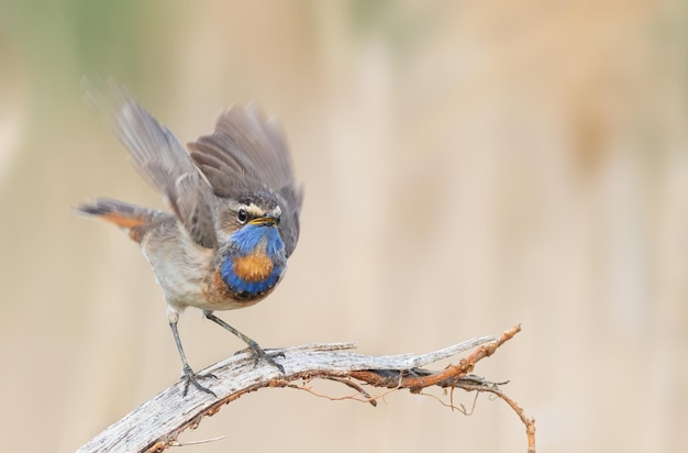 Gorgebleue à miroir Luscinia svecica Un oiseau est assis sur les racines d'un arbre tombé et bat des ailes