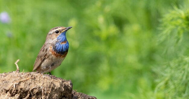 Gorgebleue à miroir Luscinia svecica Un oiseau est assis sur une souche sur un beau fond vert