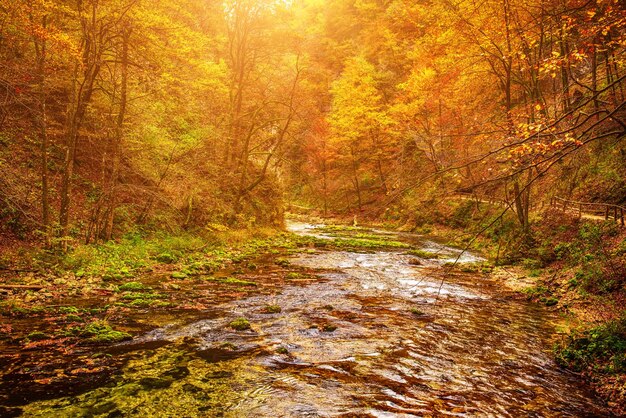 Gorges de Vintgar en Slovénie