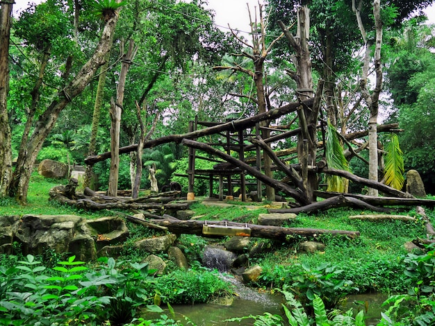 Le gorille au Zoo, Singapour