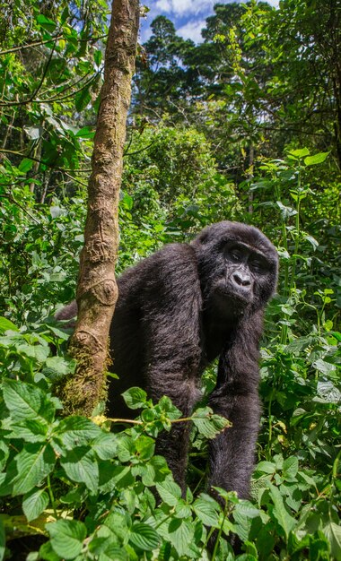 Gorille de montagne mâle dominant dans la forêt tropicale. Ouganda. Parc national de la forêt impénétrable de Bwindi.