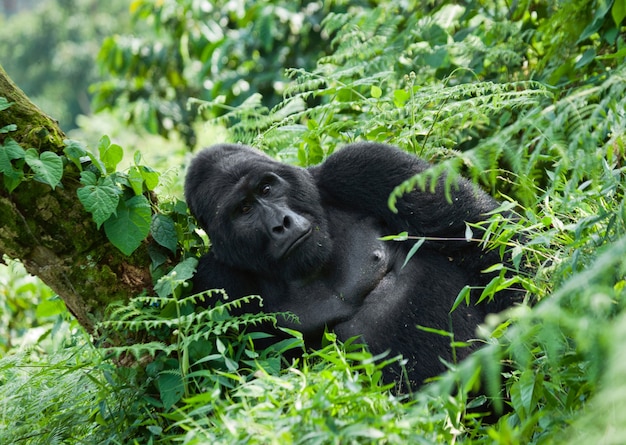 Gorille de montagne mâle dominant dans l'herbe. Ouganda. Parc national de la forêt impénétrable de Bwindi.