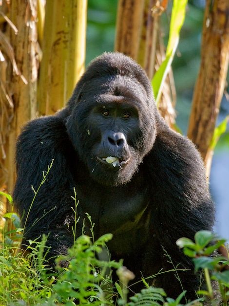 Le gorille de montagne mange des plantes. Ouganda. Parc national de la forêt impénétrable de Bwindi.