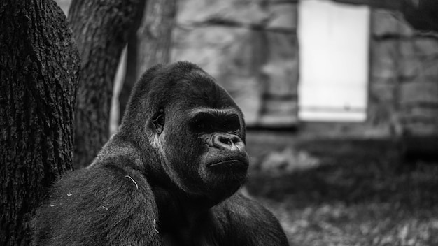 Photo gorille triste emprisonné dans le zoo, faune incroyable