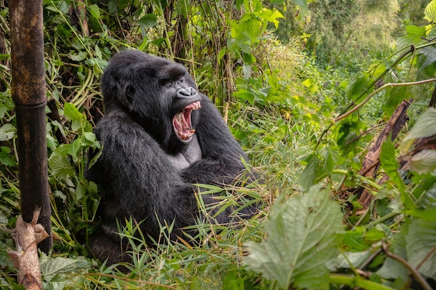 Gorilles de montagne Gorilla beringei beringei