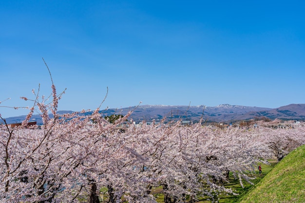 Photo goryokaku star fort park au printemps pleine floraison des fleurs de cerisier avec ciel bleu clair