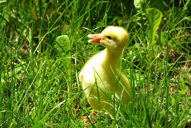 Gosling dans l'herbe