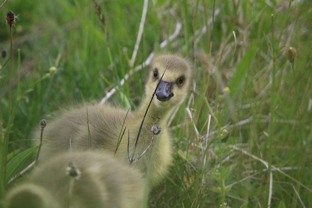 Gosling regarde au-delà du bâton à la caméra