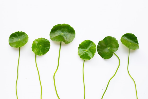 Gotu kola feuilles