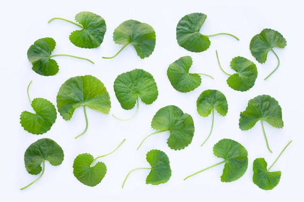 Gotu kola pennywort asiatique ou pennywort indien