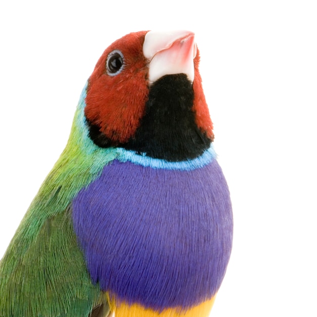 Gouldian Finch devant un fond blanc