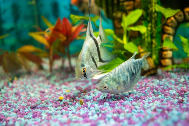 Gourami opaline et poisson-ange argenté nourrissant des poissons tropicaux dans un aquarium domestique