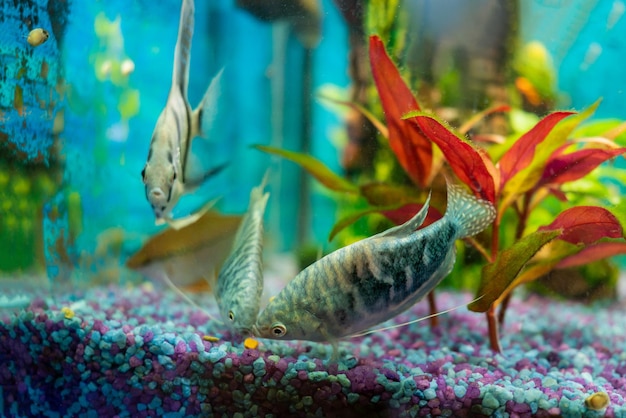 Gourami opaline et poisson-ange argenté nourrissant des poissons tropicaux dans un aquarium domestique