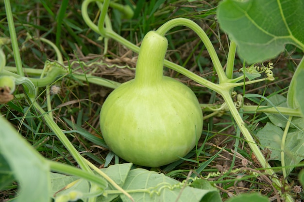 Gourde en bouteille ou calebasse au sol dans le jardin