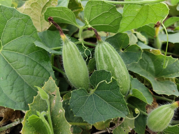 Gourde pointue de couleur verte sur l'arbre dans la ferme pour la récolte. Légumes frais du Bangladesh