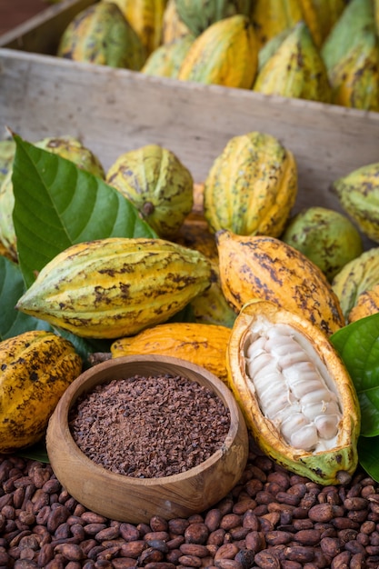 Gousse de cacao mûre et plumes, fond d&#39;installation de fèves de cacao.