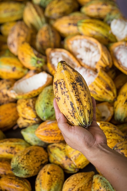 Photo gousse de cacao ouverte pour montrer les fèves de cacao à l'intérieur en thaïlande