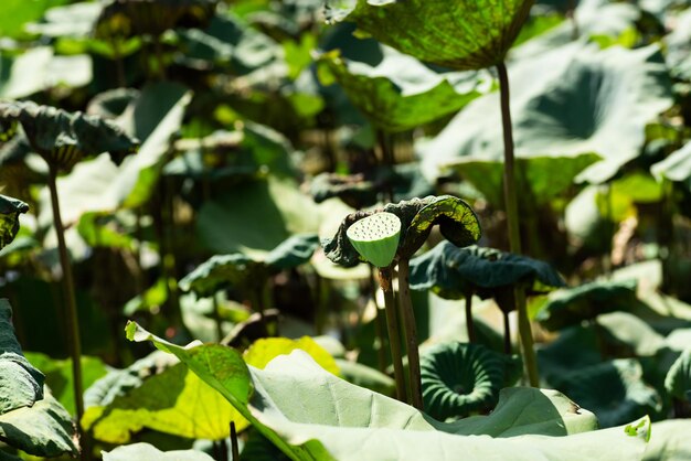 Photo gousse de graines vertes de lotus