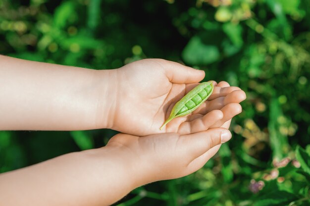 Gousse ouverte de pois entre les mains d'un enfant dans le jardin en été.