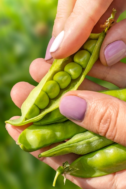 Gousse de pois ouverte entre les mains d'une fille dans un jardin