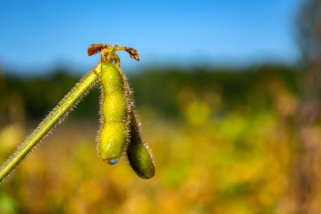 Gousse de soja remplie de haricots dans un champ contre le ciel