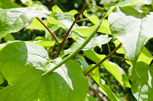 Gousse verte et grandes feuilles d'arbre de Catalpa