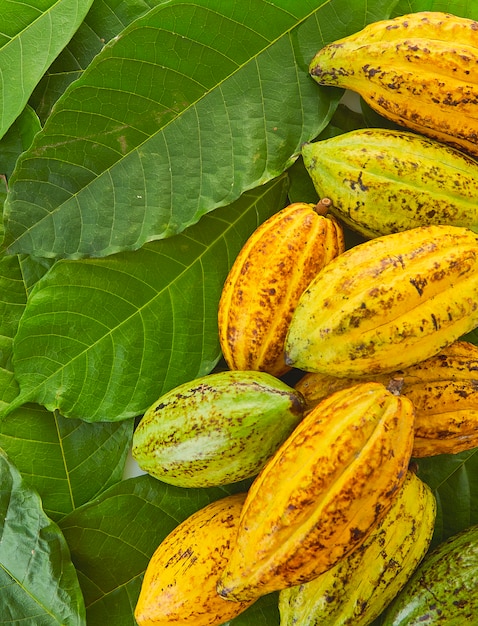 Gousses de cacao avec feuille de cacao sur fond blanc